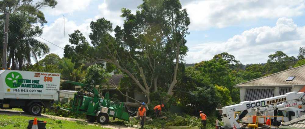 What is tree lobbing?