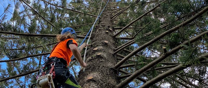 Pro Tree Removal expert at work