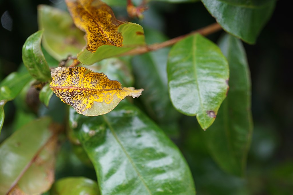 Leaf affect by Myrtle Rust