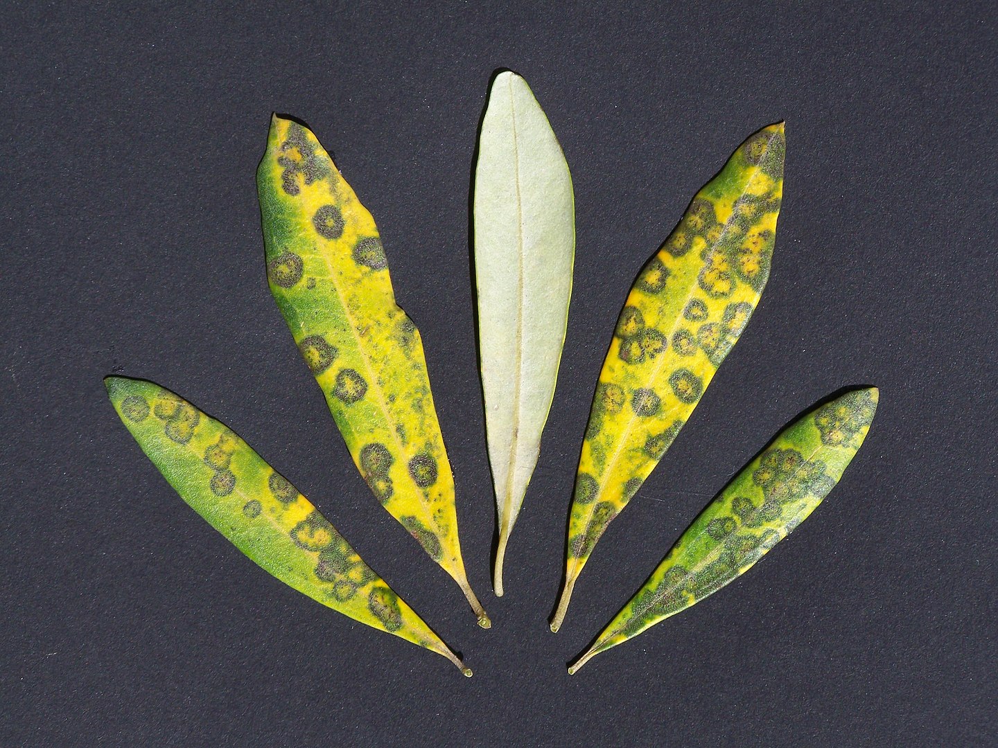 Oil leaves affected by Olive Peacock Spot