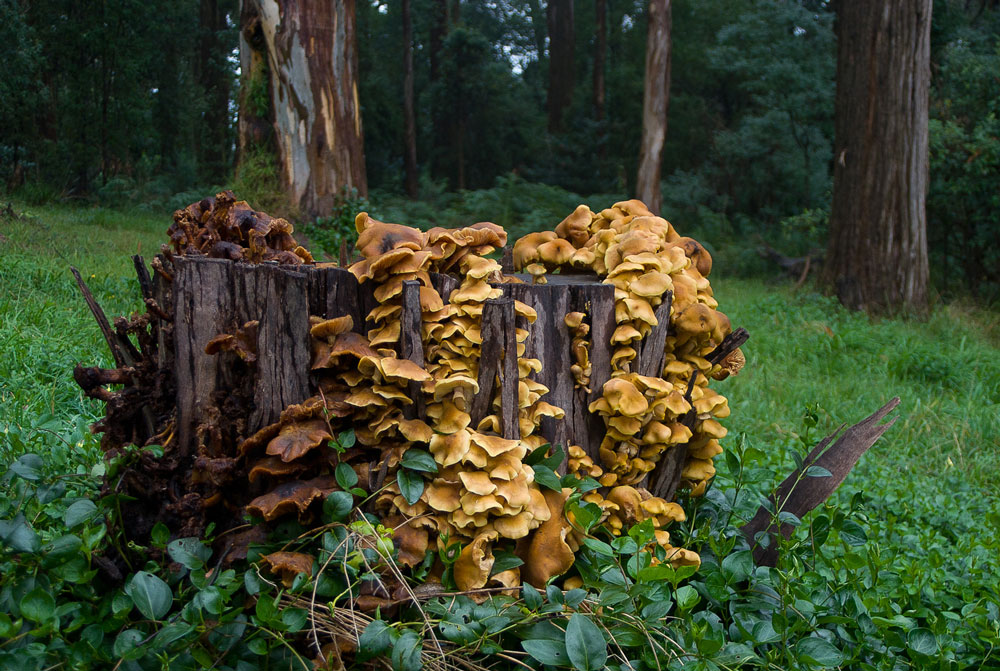 Example of Australian Honey Fungus