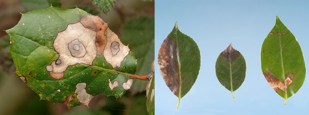 Diseased Oak leaves - Oak Wilt