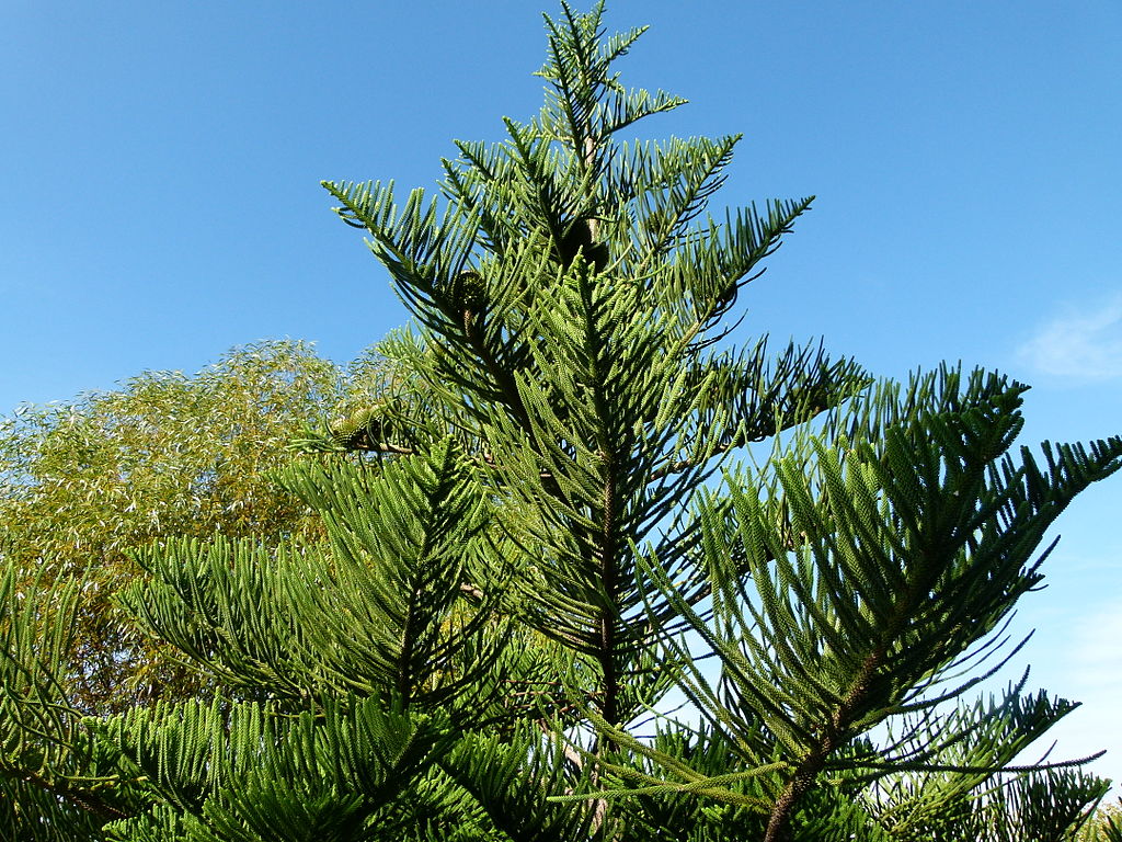 Norfolk Pine