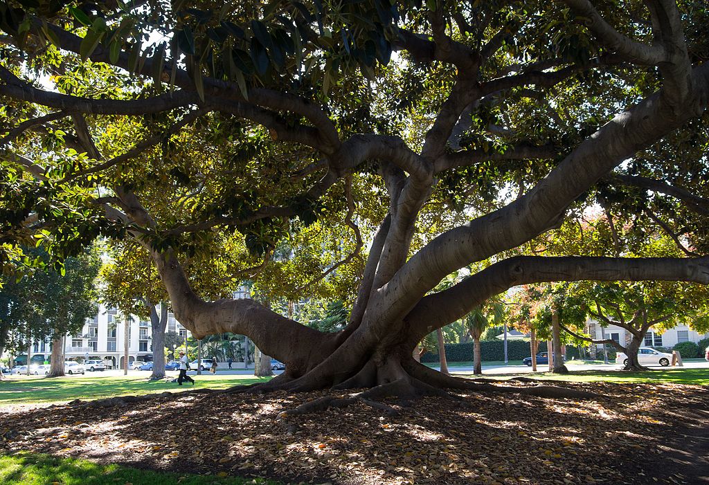 Moreton Bay fig tree