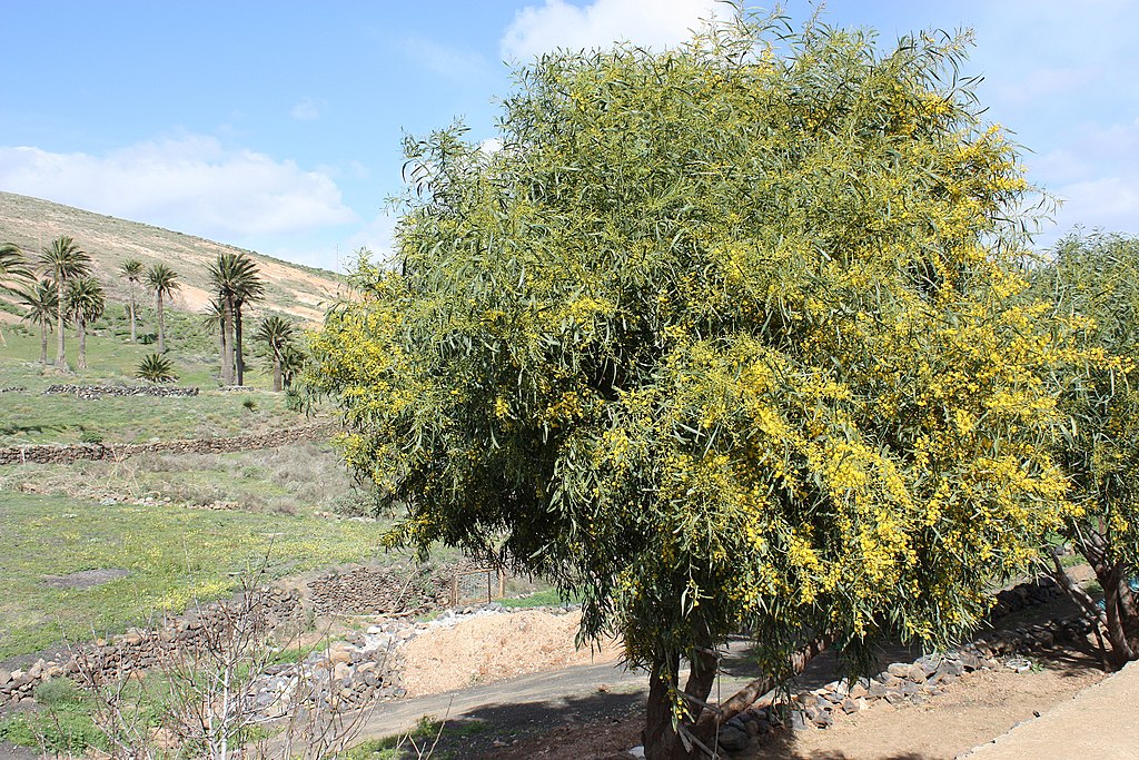 Gold Wattle