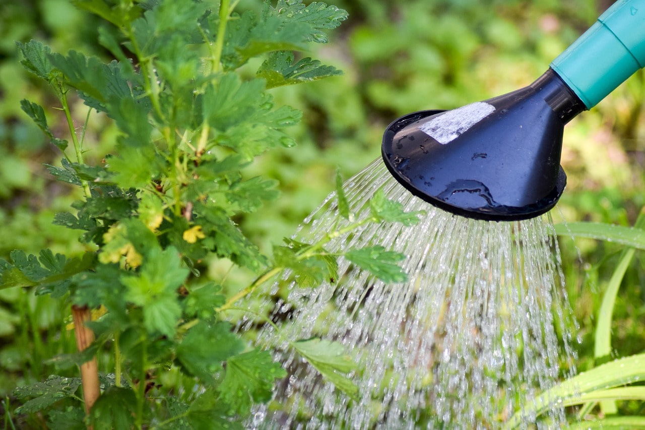 Correct Watering to Prevent Tree Removal