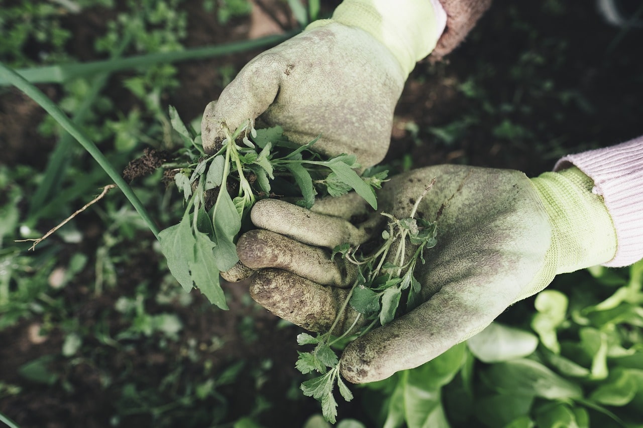 Remove weeds or remove trees