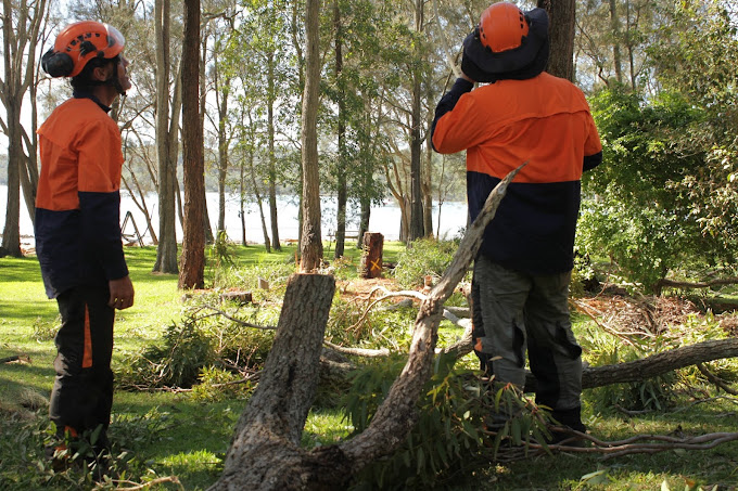 Tree Removal Experts