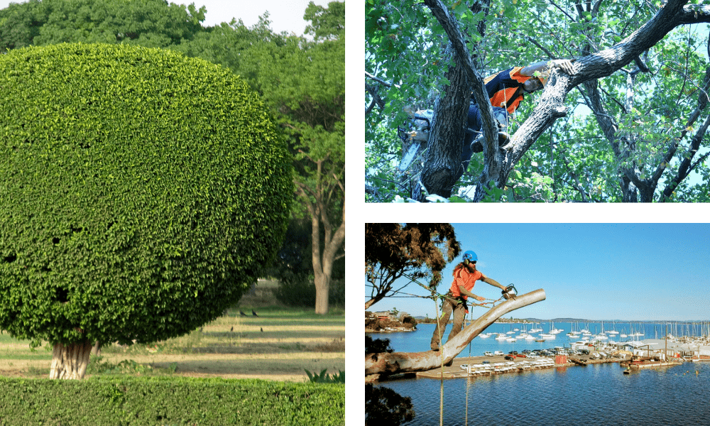 What is tree pruning?