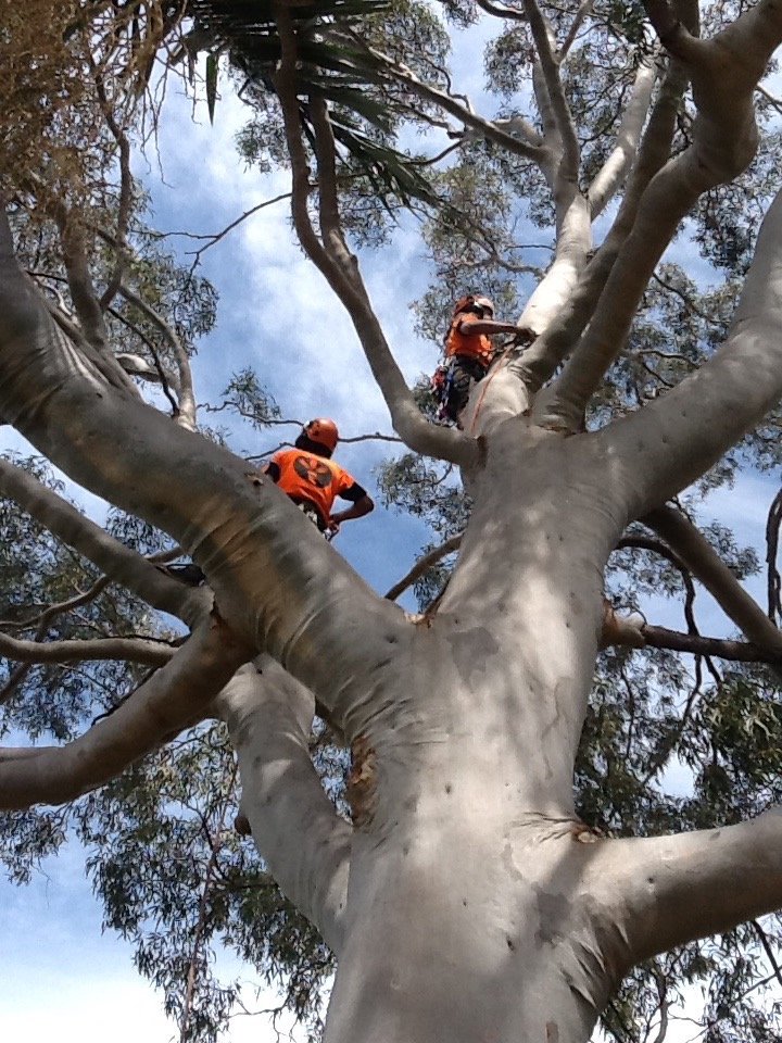 Tree removal of large eucalyptus in Lake Macquarie 