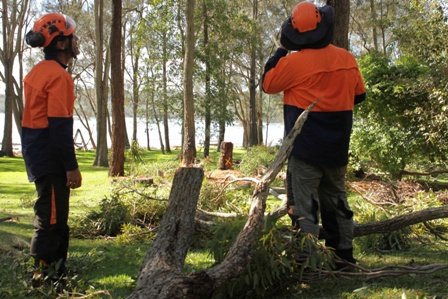 Tree Removal Near Me Newcastle