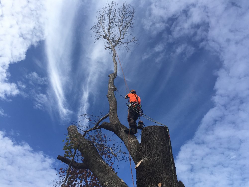 Qualified Level 5 arborist carrying out controlled tree removal in Belmont NSW