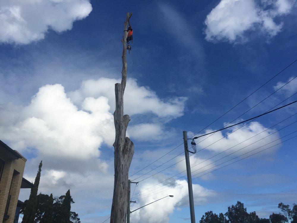 Level 5 arborist inspecting trees in Lake Macquarie