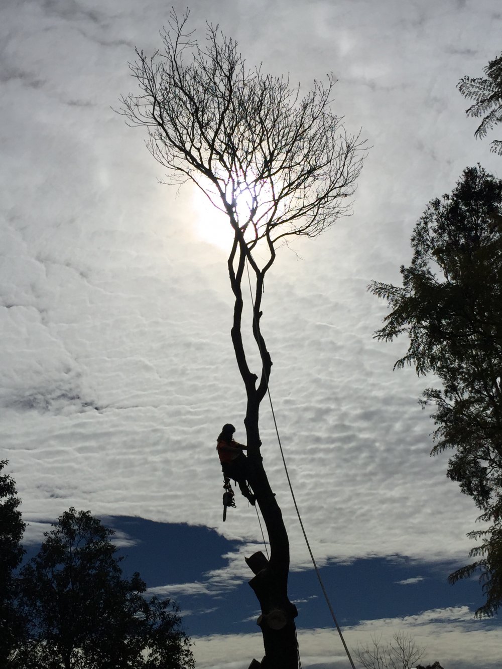 Tree pruning performed to AS 4373 standards in Belmont Lake Macquarie