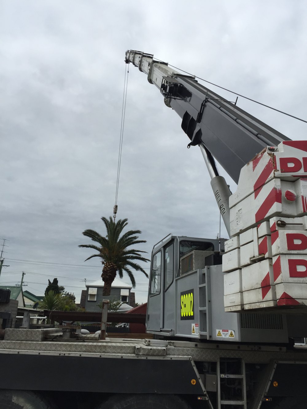 Singleton tree removal in progress
