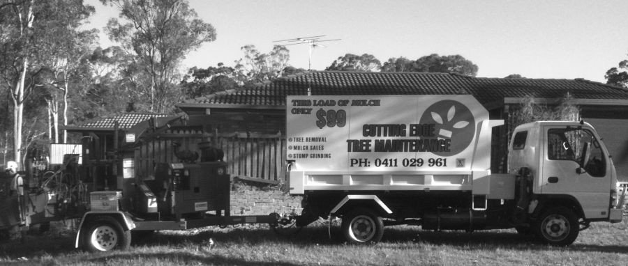 emergency tree removal after storm in Newcastle NSW