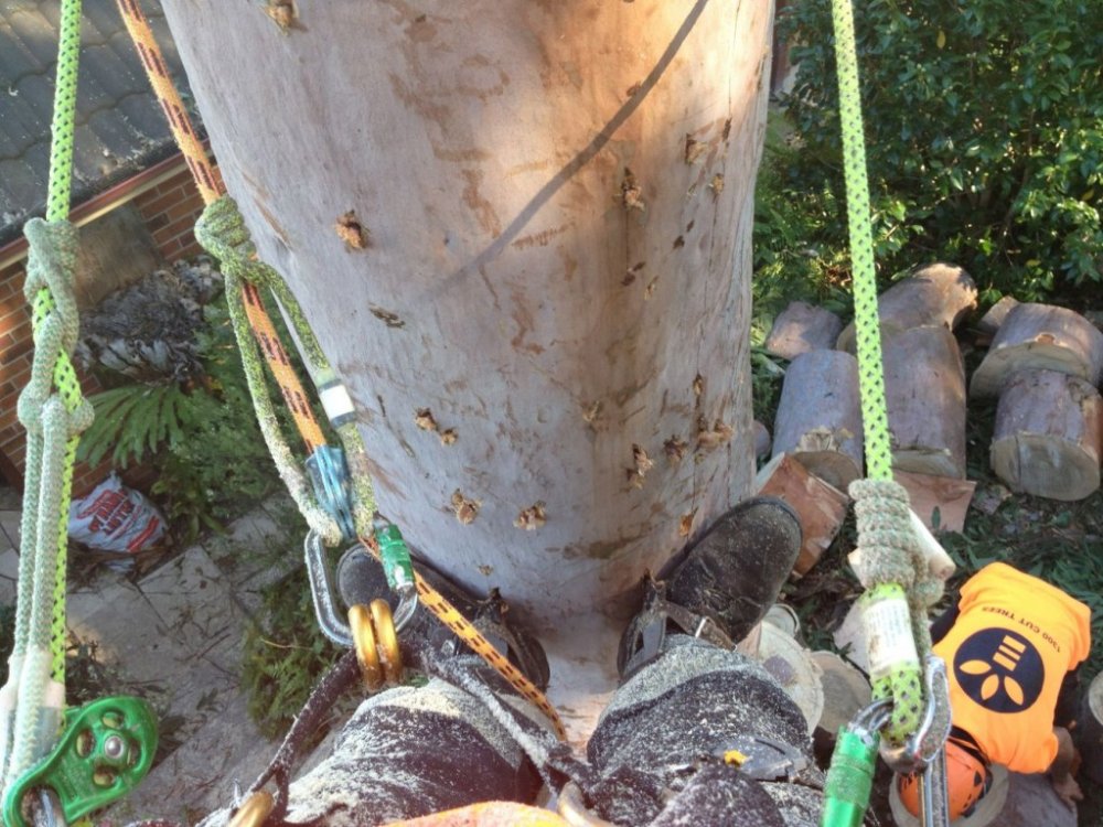 Tree Removal In Maitland
