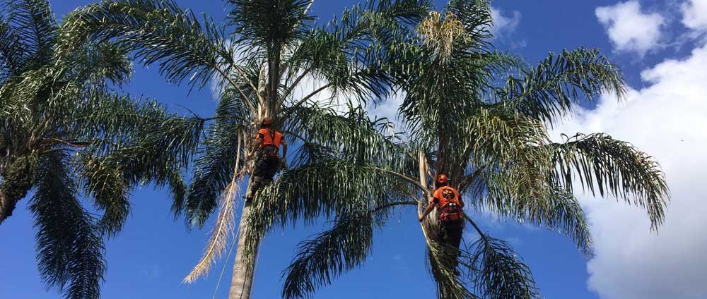 Palm Removal Team In Hunter Valley