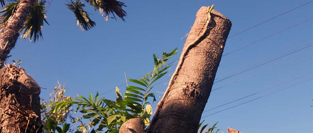 Emergency Tree Pruning In Charlestown NSW