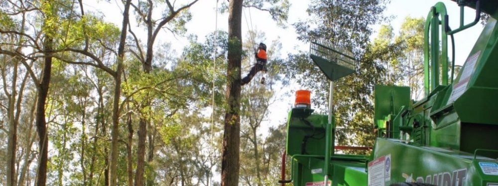 Arborist In Tree In North Newcastle NSW