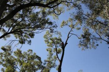 Newcastle Arborist