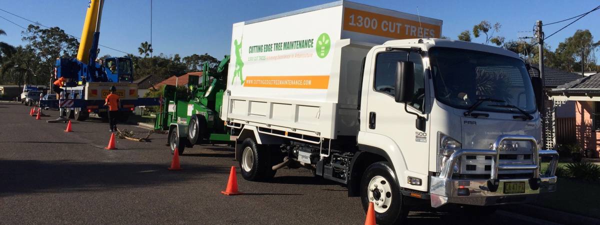 Tree Removal Team At House In Newcastle Region