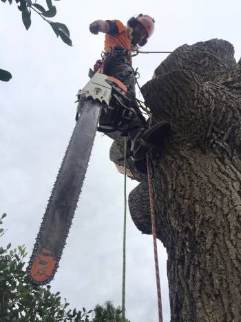 Hazardous Tree Arborist Assesment In Lake Macquarie