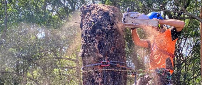 Arborist performing branch removal in Lake Macquarie