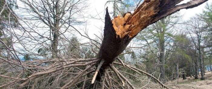 Tree Removal In North Newcastle