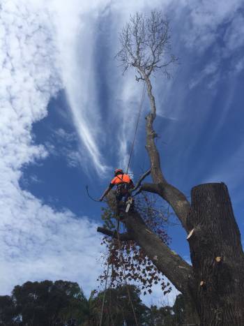 Arborist In Tree In Newcastle