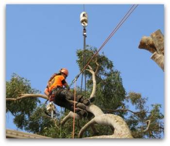 Tree Lopping Newcastle