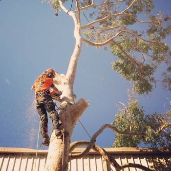 Newcastle Tree Removal Experts