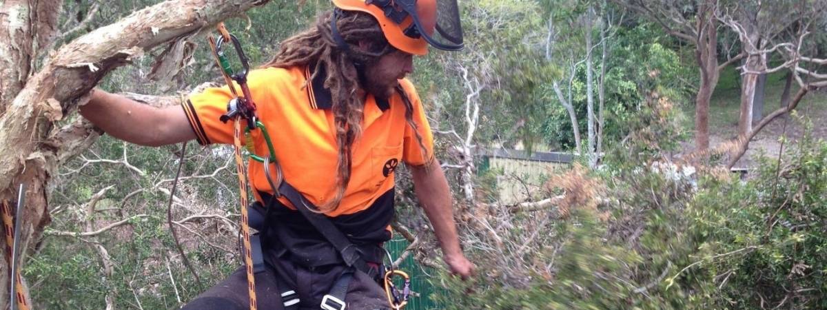 Lake Macquarie Tree Surgeon