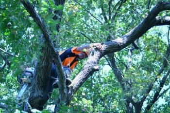 Tree Surgeon In Tree