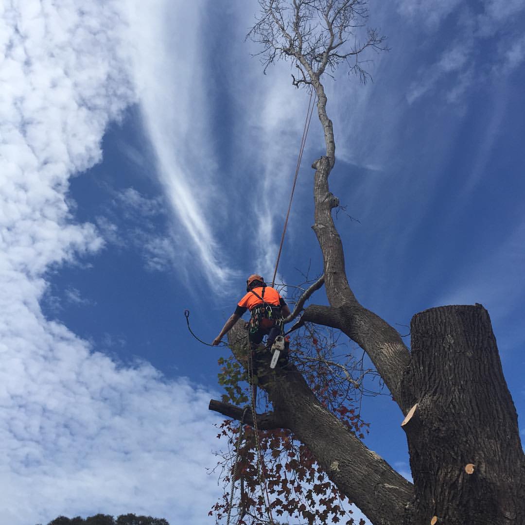 Liquidambar styraciflua removal undertaken by @junglearbor75 The sky put on a show. #arboriculture #treework #dmmwales #banditchippers #stihl #zipline